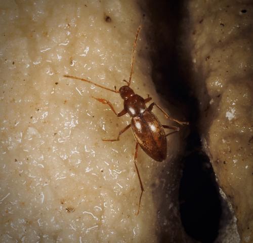 Réf. 266 567 : Trocharanis mestrei